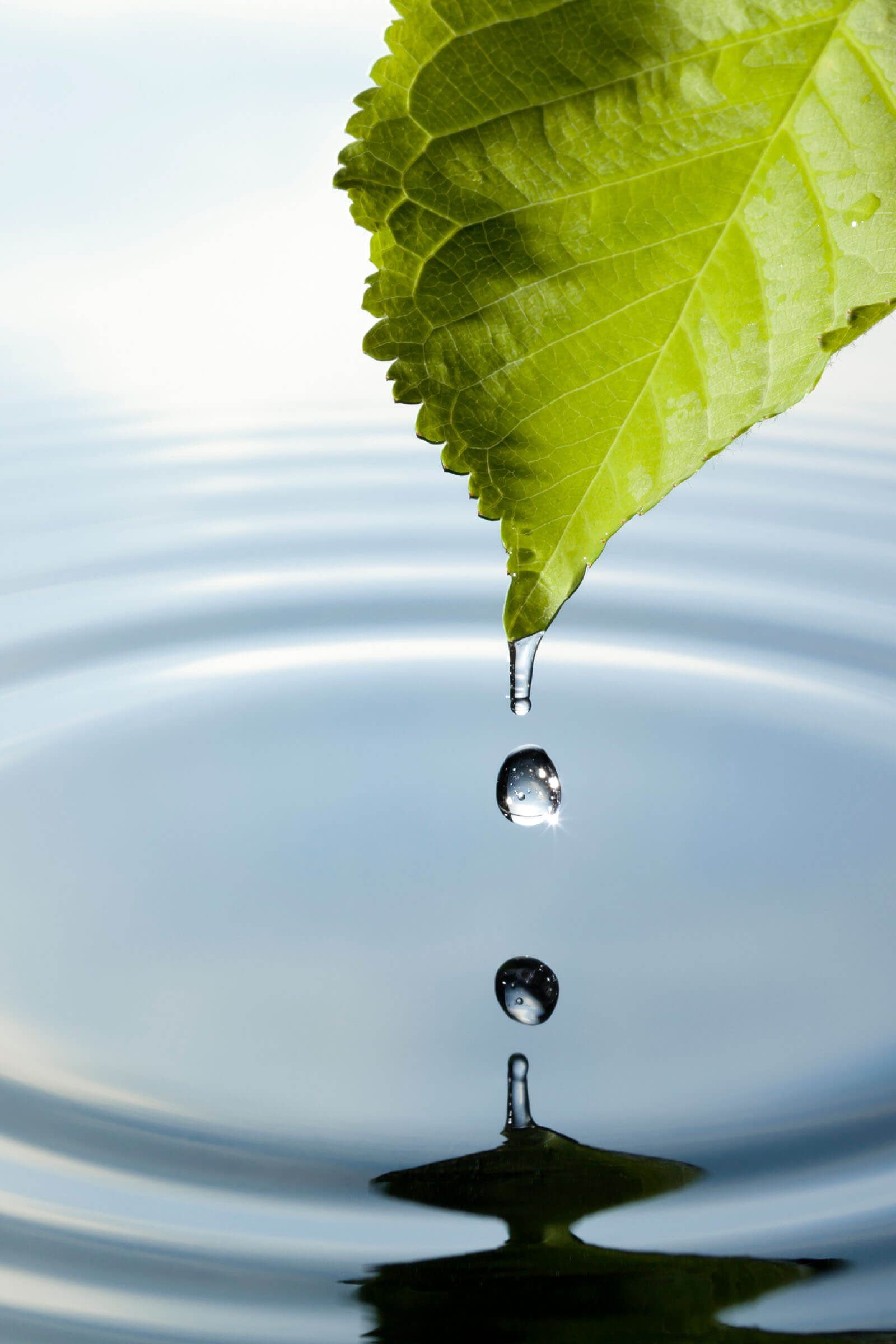 A green leaf from which a drop of water drips into the water